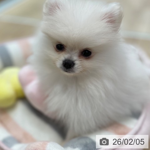 神奈川県のポメラニアン (ペットプラス テラスモール湘南店/2025年11月13日生まれ/女の子/ホワイトクリーム)の子犬の4枚目の画像