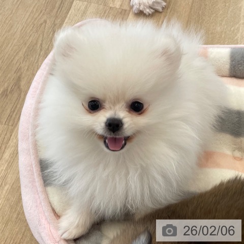 神奈川県のポメラニアン (ペットプラス テラスモール湘南店/2025年11月13日生まれ/女の子/ホワイトクリーム)の子犬の4枚目の画像