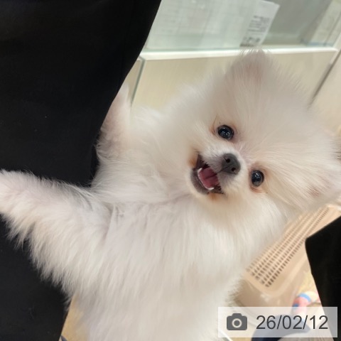 神奈川県のポメラニアン (ペットプラス テラスモール湘南店/2025年11月13日生まれ/女の子/ホワイトクリーム)の子犬の4枚目の画像