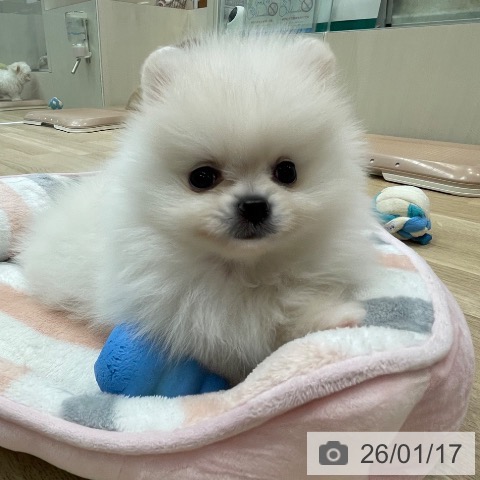 神奈川県のポメラニアン (ペットプラス テラスモール湘南店/2025年11月13日生まれ/女の子/ホワイトクリーム)の子犬の3枚目の画像