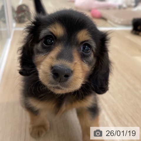 ミニチュア・ダックスフンドの写真