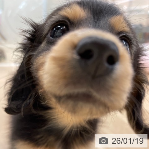 ミニチュア・ダックスフンドの写真