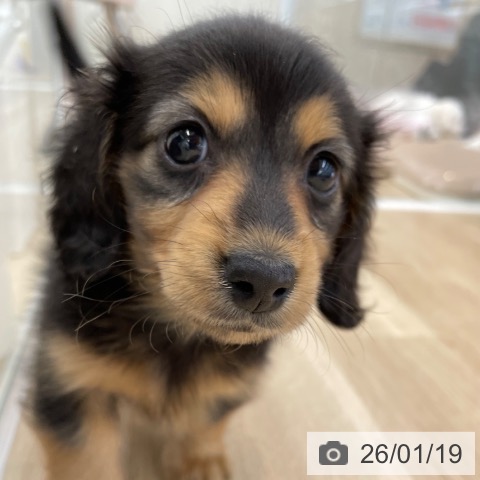 ミニチュア・ダックスフンドの写真