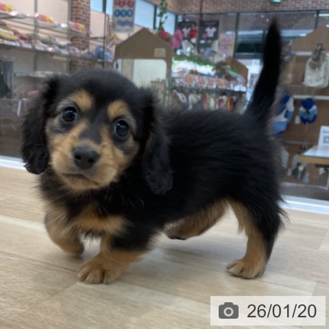 ミニチュア・ダックスフンドの写真