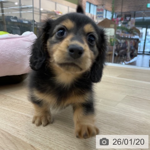 ミニチュア・ダックスフンドの写真