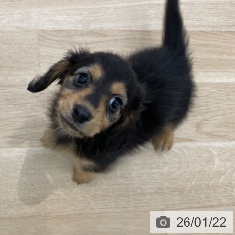 ミニチュア・ダックスフンドの写真