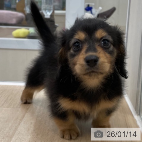 神奈川県のミニチュアダックスフンド(ロング) (ペットプラス 相模原並木店/2025年11月14日生まれ/女の子/ブラックタン)の子犬の4枚目の画像