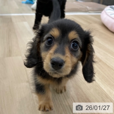 神奈川県のミニチュアダックスフンド(ロング) (ペットプラス 相模原並木店/2025年11月14日生まれ/女の子/ブラックタン)の子犬の4枚目の画像