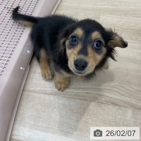 神奈川県のミニチュアダックスフンド(ロング) (ペットプラス 相模原並木店/2025年11月14日生まれ/女の子/ブラックタン)の子犬の4枚目の画像