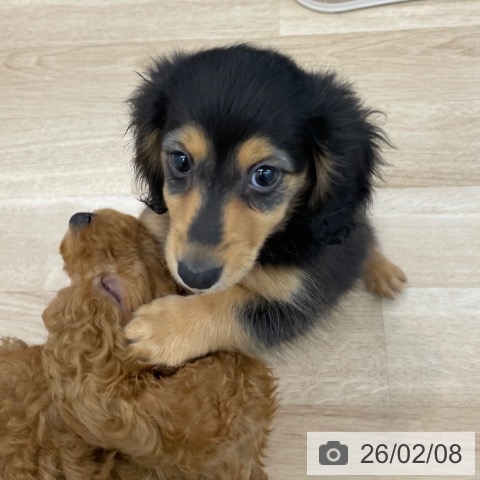 神奈川県のミニチュアダックスフンド(ロング) (ペットプラス 相模原並木店/2025年11月14日生まれ/女の子/ブラックタン)の子犬の4枚目の画像