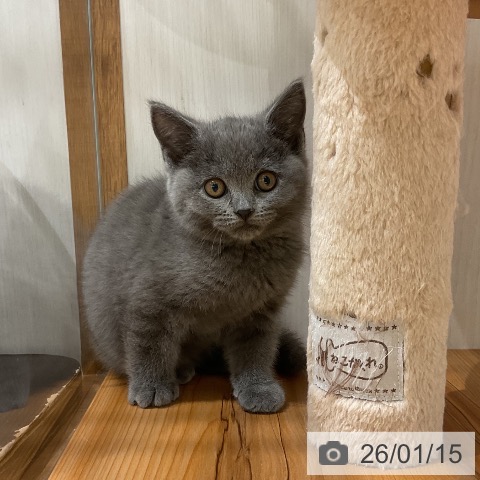 ブリティッシュショートヘアの写真