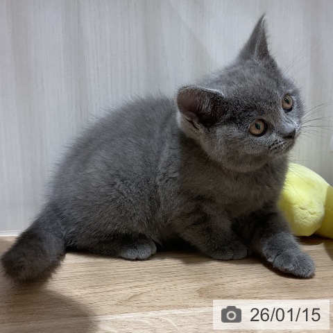 福岡県のブリティッシュショートヘアー (ペットプラス 八幡東店/2025年11月13日生まれ/男の子/ブルー)の子猫の4枚目の画像