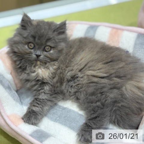 京都府のミヌエット (ペットプラス 京都桂川店/2025年11月11日生まれ/女の子/ブルークリーム)の子猫の4枚目の画像