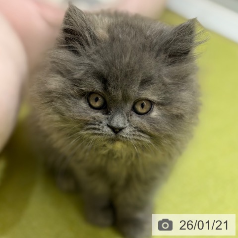 京都府のミヌエット (ペットプラス 京都桂川店/2025年11月11日生まれ/女の子/ブルークリーム)の子猫の3枚目の画像