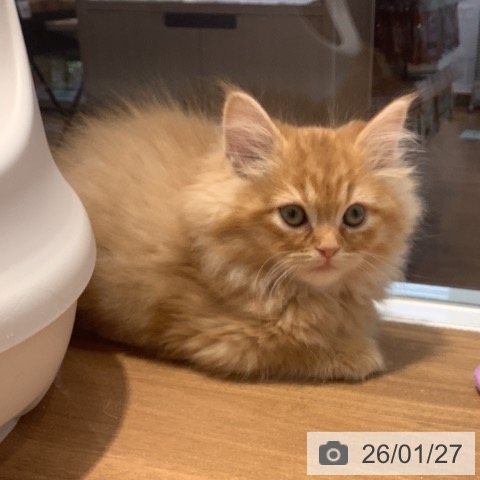 ミヌエットの写真