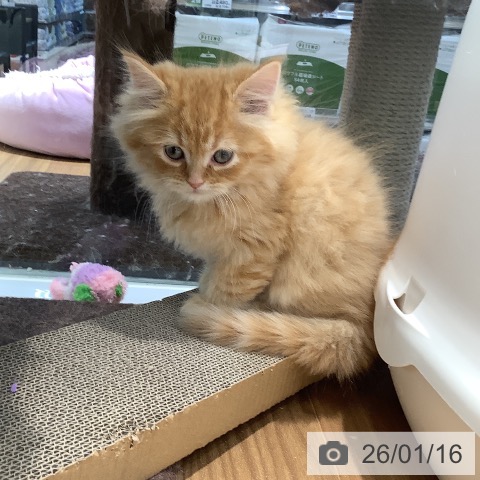 大阪府のミヌエット (ペットプラス りんくう泉南店/2025年11月13日生まれ/男の子/レッドタビー)の子猫の3枚目の画像