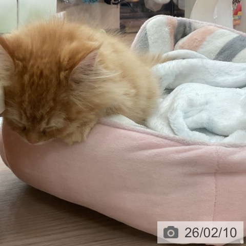 大阪府のミヌエット (ペットプラス 大阪ドームシティ店/2025年11月13日生まれ/男の子/レッドタビー)の子猫の4枚目の画像