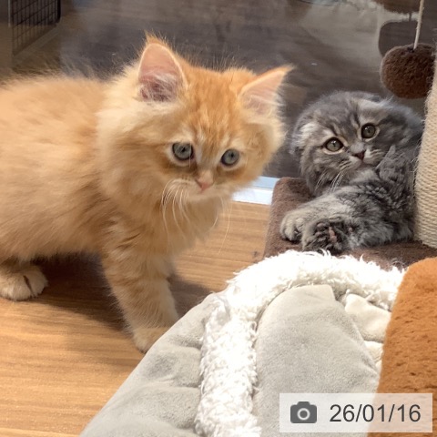 大阪府のミヌエット (ペットプラス 大阪ドームシティ店/2025年11月13日生まれ/男の子/レッドタビー)の子猫の3枚目の画像