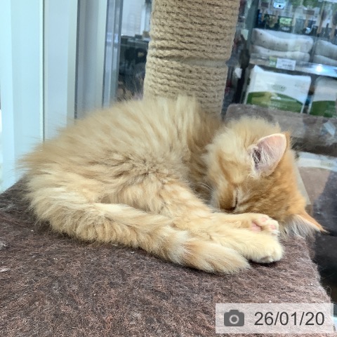 大阪府のミヌエット (ペットプラス りんくう泉南店/2025年11月13日生まれ/男の子/レッドタビー)の子猫の3枚目の画像