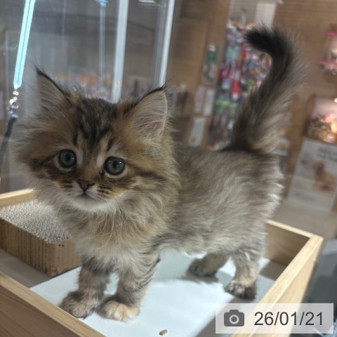 兵庫県のミヌエット (ペットプラス 神戸三宮店/2025年11月13日生まれ/女の子/ブラウンタビー)の子猫の4枚目の画像