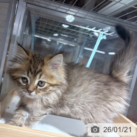 兵庫県のミヌエット (ペットプラス 神戸三宮店/2025年11月13日生まれ/女の子/ブラウンタビー)の子猫の3枚目の画像