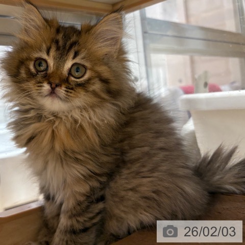 兵庫県のミヌエット (ペットプラス 神戸三宮店/2025年11月13日生まれ/女の子/ブラウンタビー)の子猫の3枚目の画像