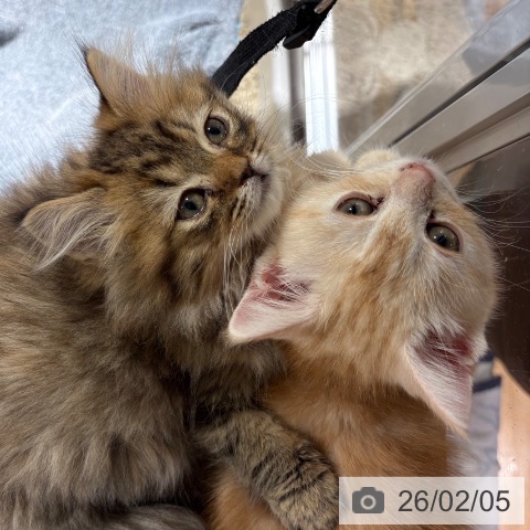 兵庫県のミヌエット (ペットプラス 神戸三宮店/2025年11月13日生まれ/女の子/ブラウンタビー)の子猫の3枚目の画像