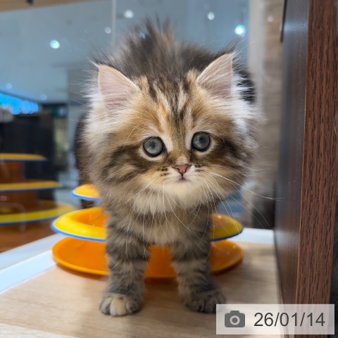 ミヌエットの写真