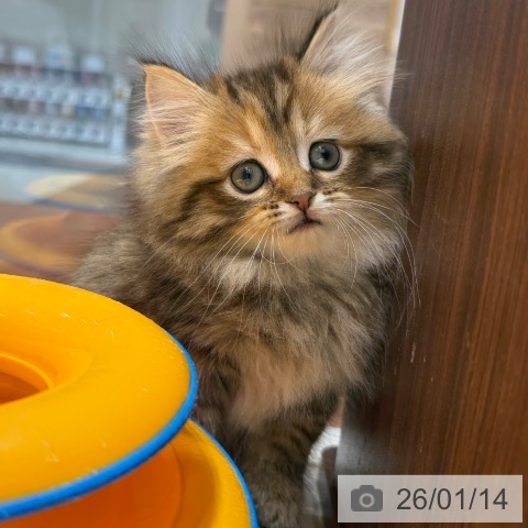 ミヌエットの写真