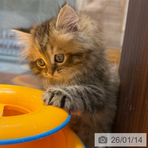 ミヌエットの写真