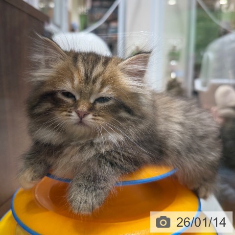 ミヌエットの写真