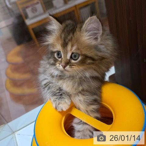 大阪府のミヌエット (ペットプラス 四條畷店/2025年11月13日生まれ/女の子/ブラウンタビー)の子猫の4枚目の画像