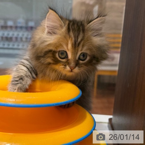 大阪府のミヌエット (ペットプラス 四條畷店/2025年11月13日生まれ/女の子/ブラウンタビー)の子猫の3枚目の画像