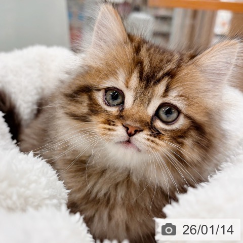 大阪府のミヌエット (ペットプラス イオン大日店/2025年11月13日生まれ/女の子/ブラウンタビー)の子猫の4枚目の画像