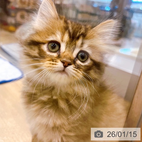 大阪府のミヌエット (ペットプラス イオン大日店/2025年11月13日生まれ/女の子/ブラウンタビー)の子猫の3枚目の画像