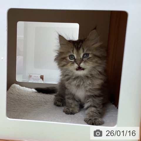 大阪府のミヌエット (ペットプラス ららぽーと和泉店/2025年11月13日生まれ/女の子/ブラウンパッチドタビー)の子猫の4枚目の画像