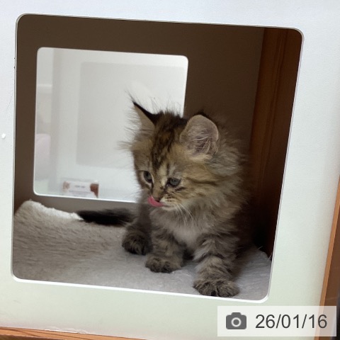 大阪府のミヌエット (ペットプラス ららぽーと和泉店/2025年11月13日生まれ/女の子/ブラウンパッチドタビー)の子猫の3枚目の画像