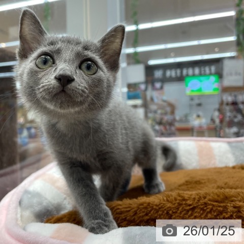 神奈川県のロシアンブルー (ペットプラス 相模原並木店/2025年11月8日生まれ/男の子/ブルー)の子猫の4枚目の画像