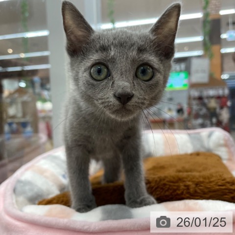 神奈川県のロシアンブルー (ペットプラス 相模原並木店/2025年11月8日生まれ/男の子/ブルー)の子猫の3枚目の画像