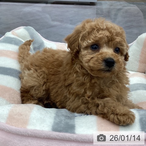 埼玉県のトイプードル(トイ) (ペットプラス 川口店/2025年11月14日生まれ/女の子/アプリコット)の子犬の4枚目の画像