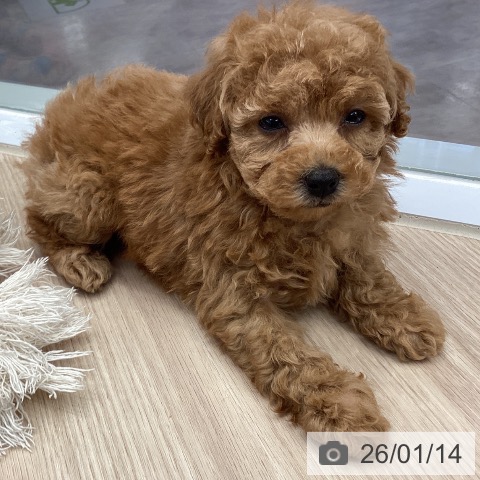 埼玉県のトイプードル(トイ) (ペットプラス 川口店/2025年11月14日生まれ/女の子/アプリコット)の子犬の3枚目の画像