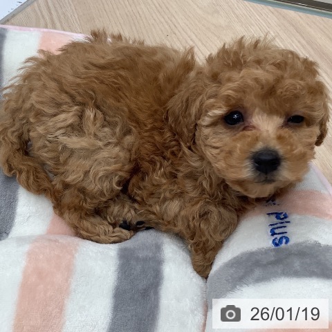 埼玉県のトイプードル(トイ) (ペットプラス 川口店/2025年11月14日生まれ/女の子/アプリコット)の子犬の3枚目の画像