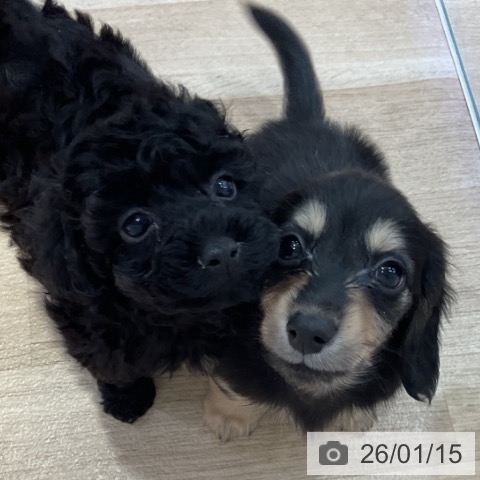 長野県のトイプードル(トイ) (ペットプラス 長野店/2025年11月14日生まれ/女の子/ブラック)の子犬の3枚目の画像