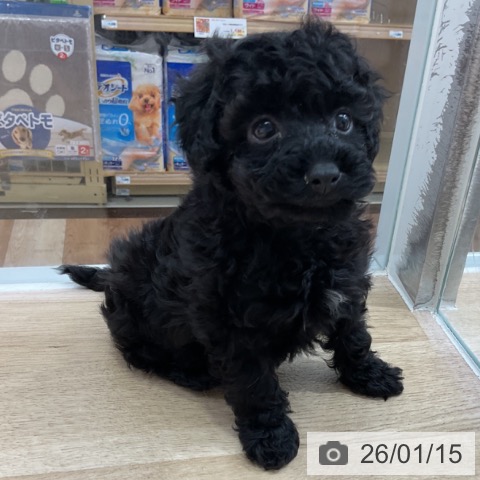 長野県のトイプードル(トイ) (ペットプラス 長野店/2025年11月14日生まれ/女の子/ブラック)の子犬の4枚目の画像