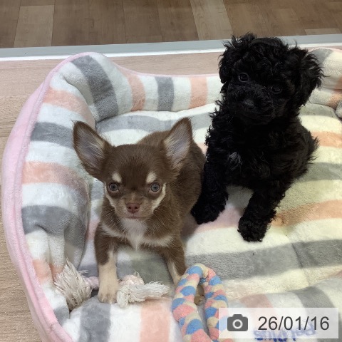 長野県のトイプードル(トイ) (ペットプラス 長野店/2025年11月14日生まれ/女の子/ブラック)の子犬の3枚目の画像