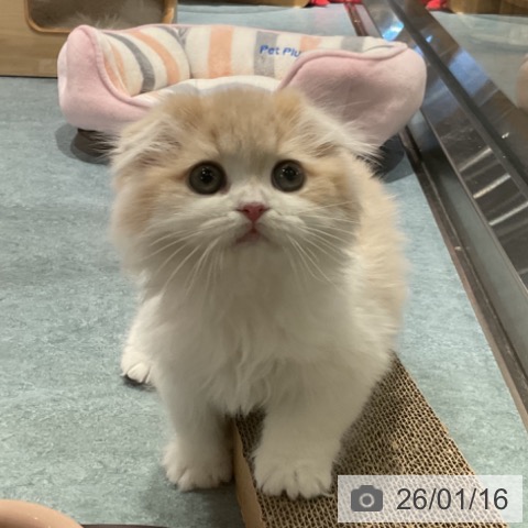 埼玉県のスコティッシュフォールド (ペットプラス コクーンシティ店/2025年11月8日生まれ/女の子/クリームタビーホワイト)の子猫の4枚目の画像