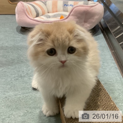 埼玉県のスコティッシュフォールド (ペットプラス コクーンシティ店/2025年11月8日生まれ/女の子/クリームタビーホワイト)の子猫の3枚目の画像