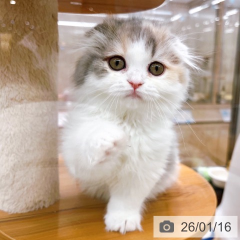 大阪府のスコティッシュフォールド (ペットプラス イオン大日店/2025年11月8日生まれ/女の子/ダイリュートキャリコ)の子猫の4枚目の画像