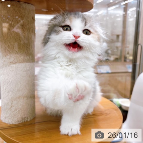 大阪府のスコティッシュフォールド (ペットプラス イオン大日店/2025年11月8日生まれ/女の子/ダイリュートキャリコ)の子猫の3枚目の画像