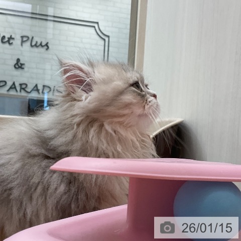 ペルシャの写真